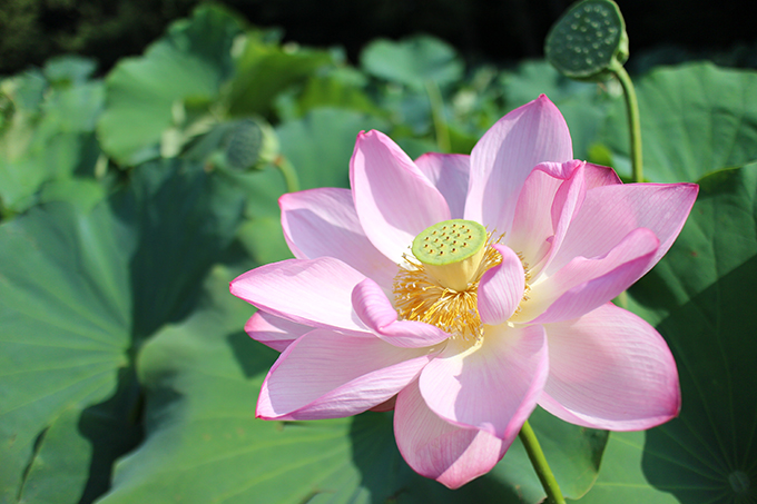 三渓園の早朝観蓮会〜古代から江戸時代の蓮の花のお話し〜