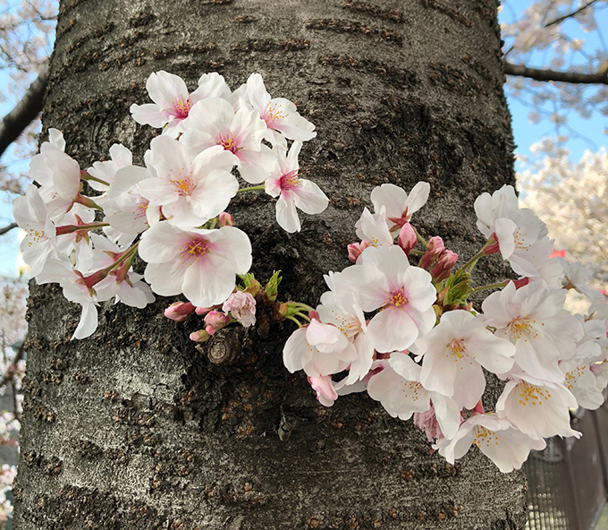 花も団子も